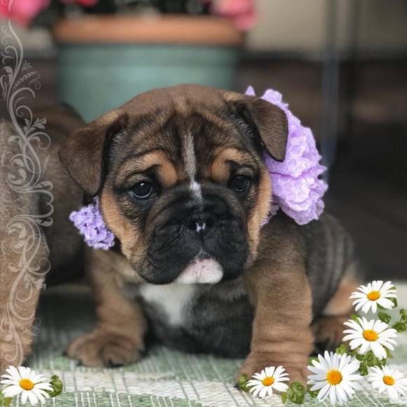 Meet your Posher, Mandy - Picture 1 of 1